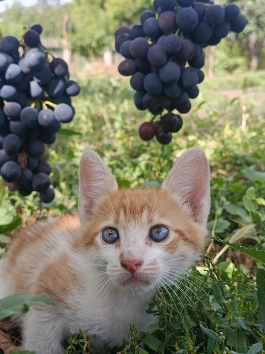 Продам пушистых котят