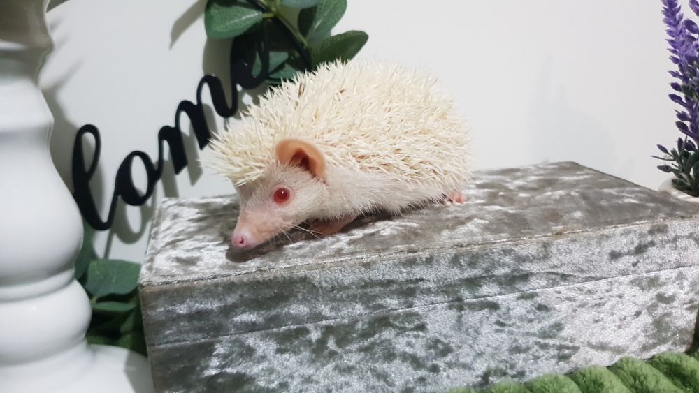 Jeż Jeżyki Jeżolki Jeż Pigmejski Jeż Afrykański DOWÓZ