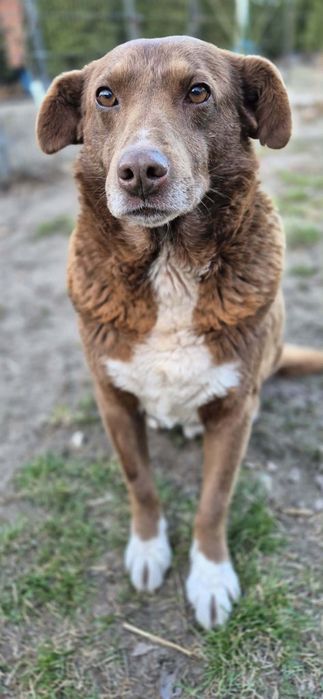 Miły, łagodny chłopak do adopcji