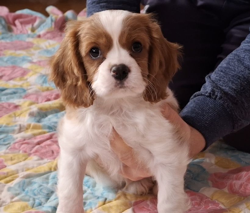 Хлопчик Кавалер Кинг Чарльз