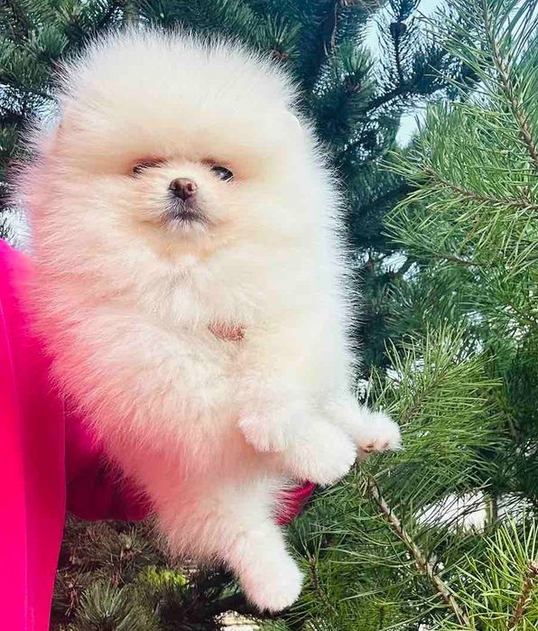 Мини девочка пом. шпиц.