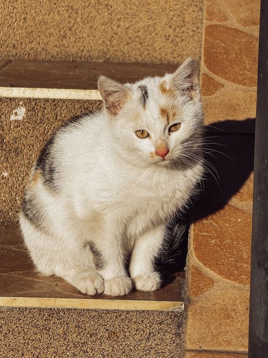 Dwie kotki szukaja nowego domu !