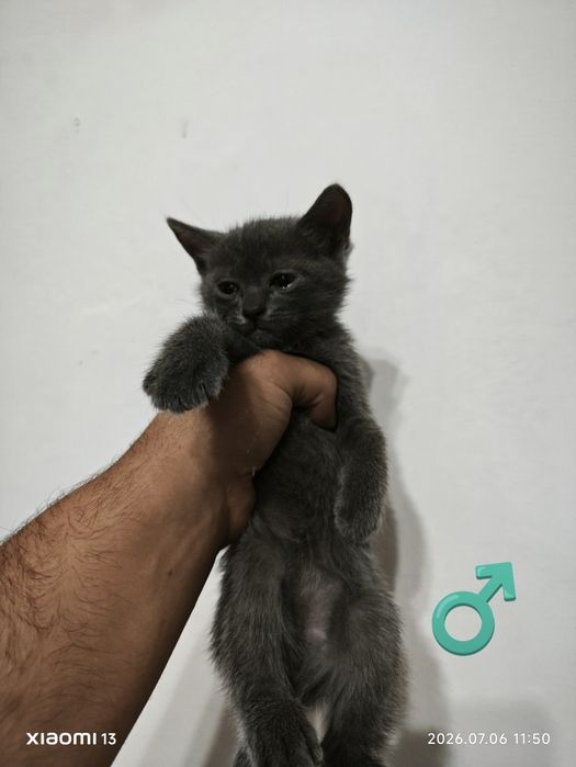 Віддам Кошенят в люблячі руки