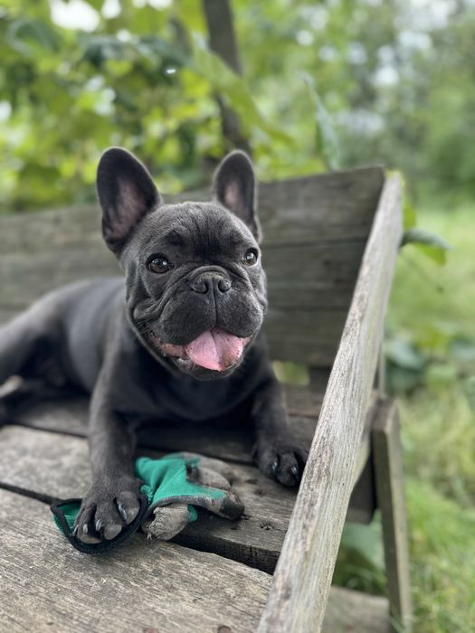 Вязка,французький бульдог