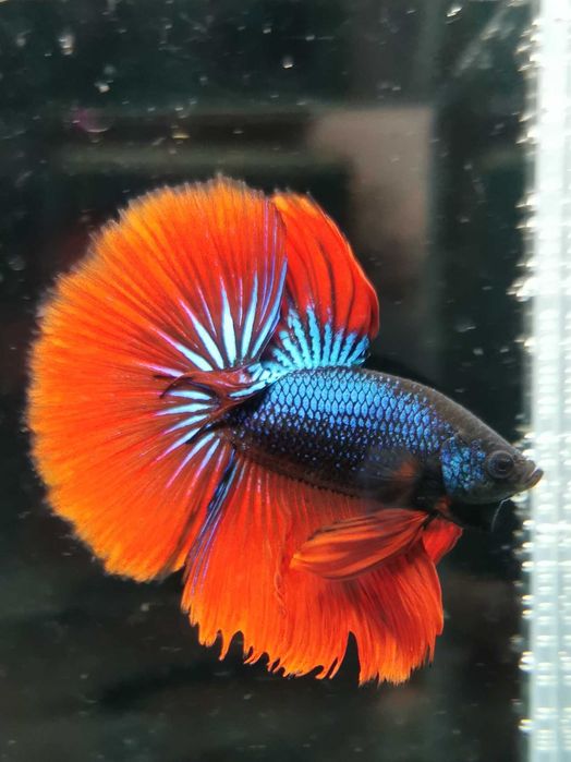 Bojownik Samce i Samice Promocja Luty!! Sklep Zoologiczny ALTUM