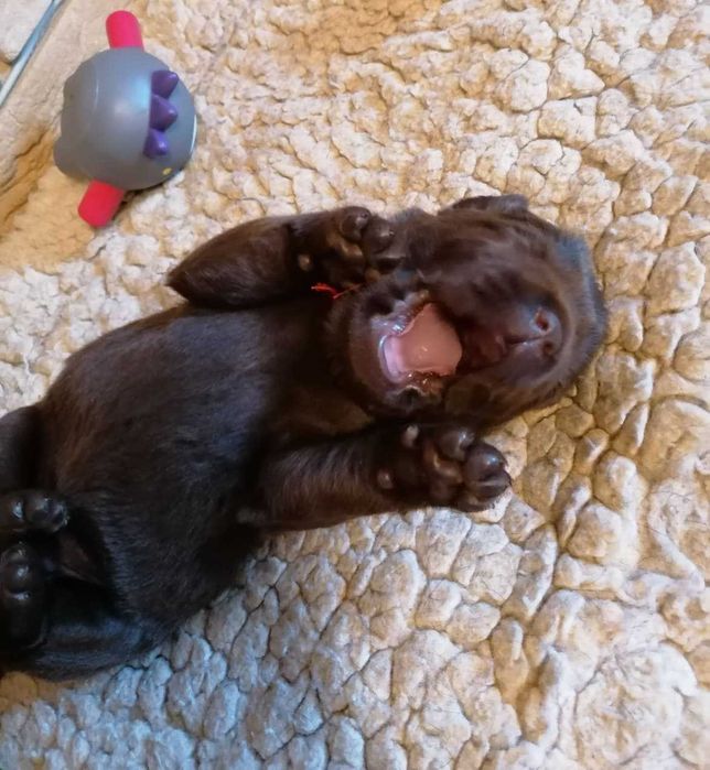 Labrador Retriever szczenie z rodowodem ZKwP, FCI Badania Genetyczne