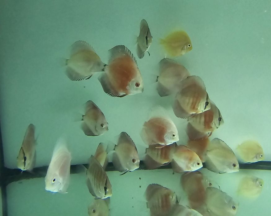 Pack 5 discus  7 9 cm por apenas 150€