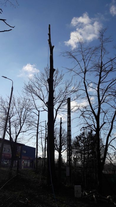 Wycinka drzew, mielenie gałęzi, usługi ogrodnicze,