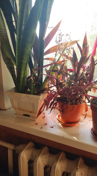 Традисканция покрывальчатая