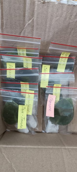 Фиалки , сенполии,  свеж лист, детки, стартеры.