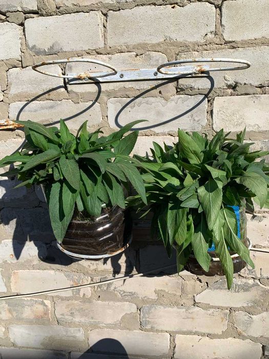 Подставка для цветов кованая, металлическая в виде круга, на стену