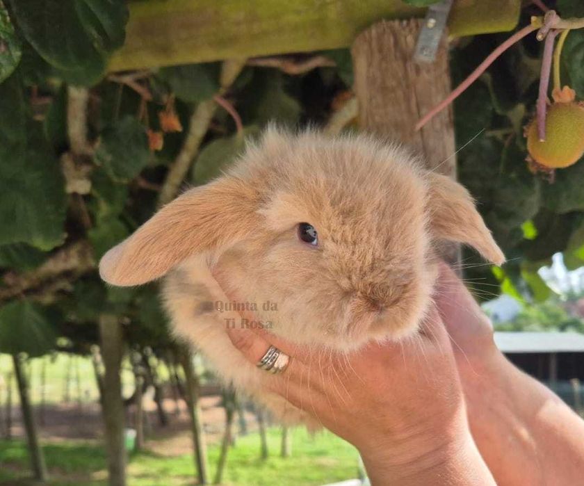 Coelhos Anões Mini Lop – Amor em Forma de Coelho