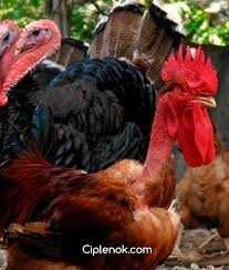 Інкубаційне яйце курей червоної голошийкі.