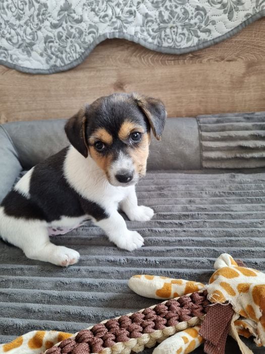 Jack Russel terrier