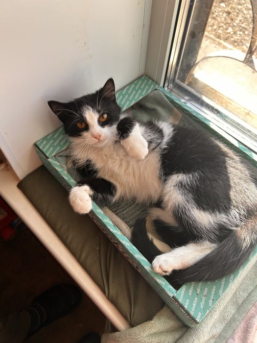 Кошенята шукають сімʼю