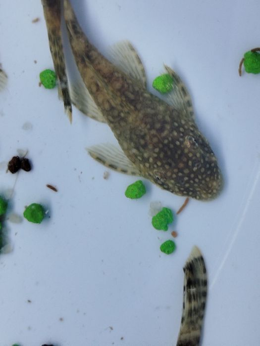 Ancistros   dos comuns