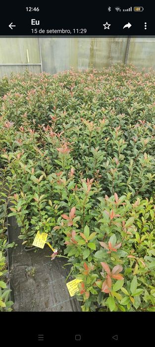 Photinia Red Robin 1L - Alt.50/70CM