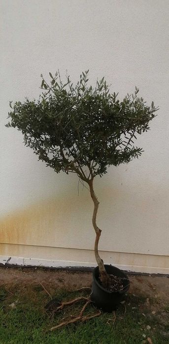 Zambujeiro planta juvenil