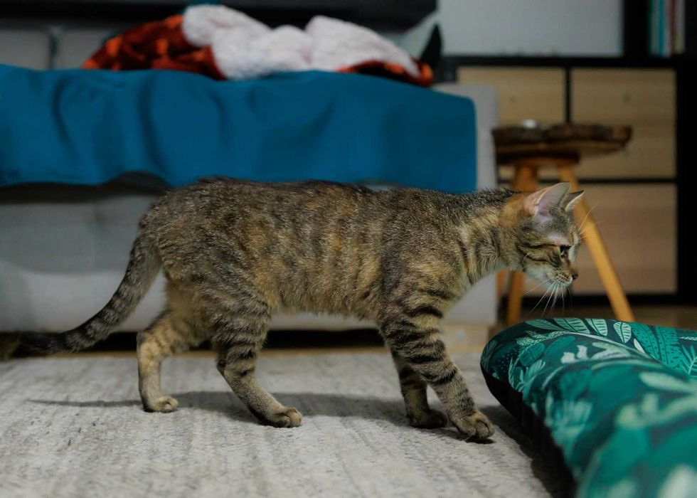 Chilli szuka domu! Fundacja "Stawiamy na Łapy"