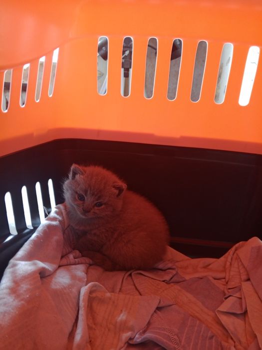 Продам прямовуху кішечку шотландської породи сірого окрасу