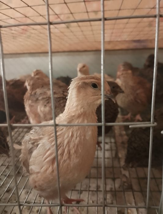 Інкубаційне яйце перепелів породи Смокінг, Техас та Селадон