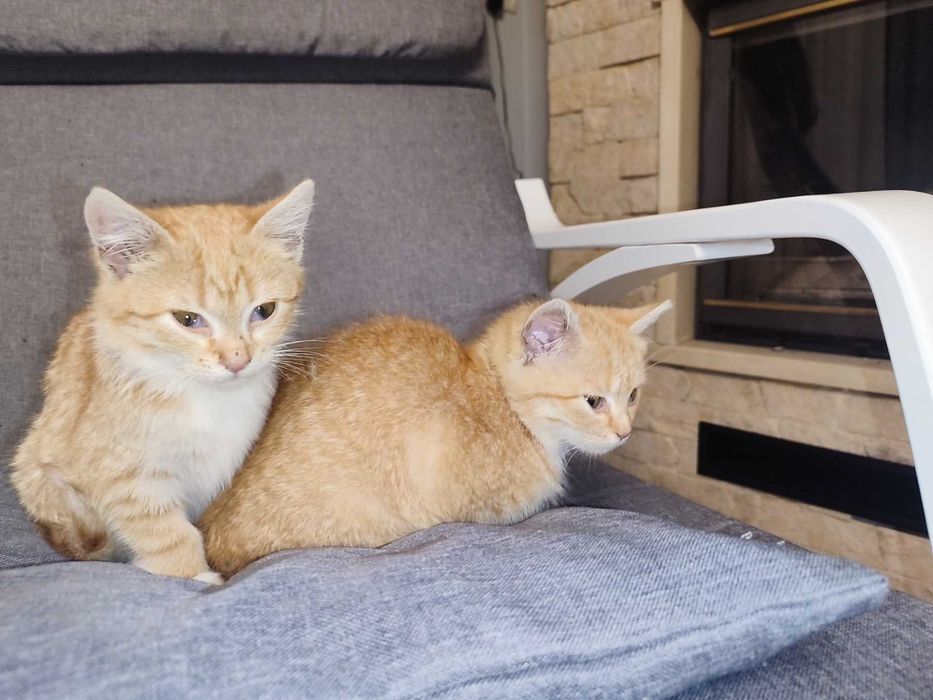 Кошеня, руде Таббі