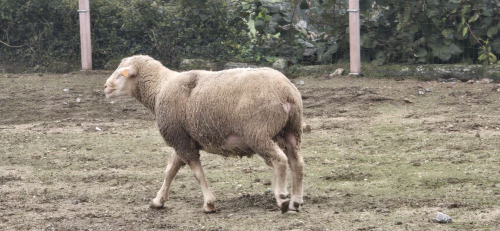 Carneiro il de france puro