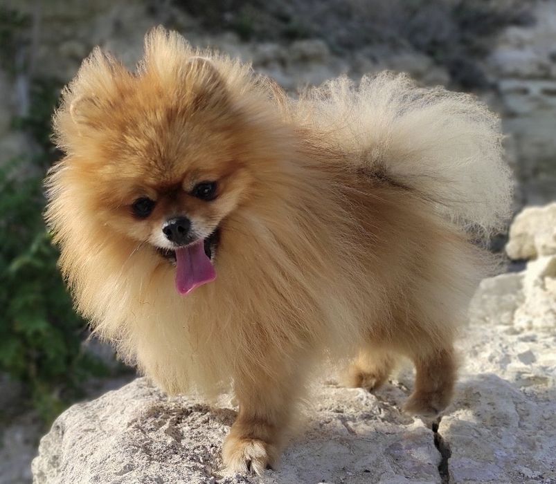 Міні хлопчик мішка