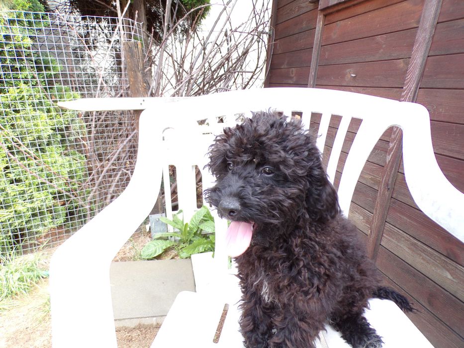 Cockapoo F1b, brązowa xs sunia, tata pudel biało/ czarny, FCI, badania