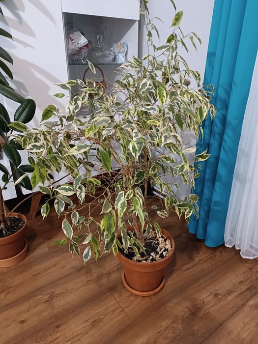 kwiat doniczkowy fikus Benjamin