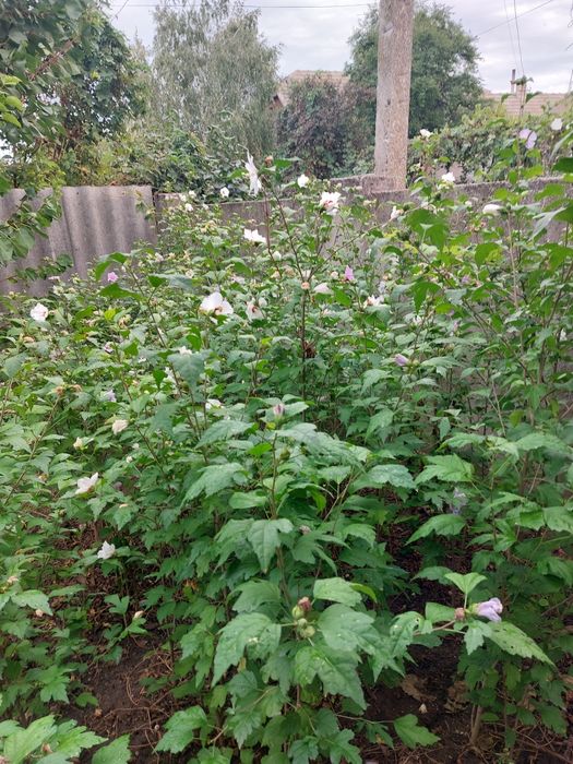 Продам чотирирічні саджанці  гібіскуса