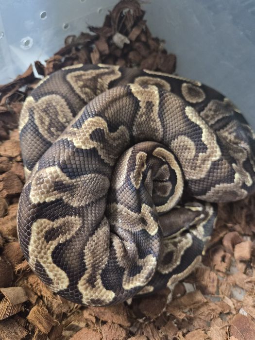 Ghi cypress  pastel clown