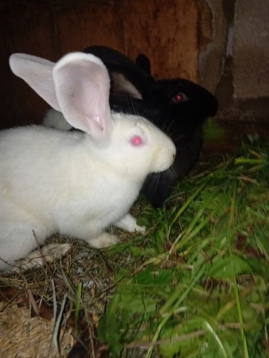 Króliki olbrzym srokacz czarny
