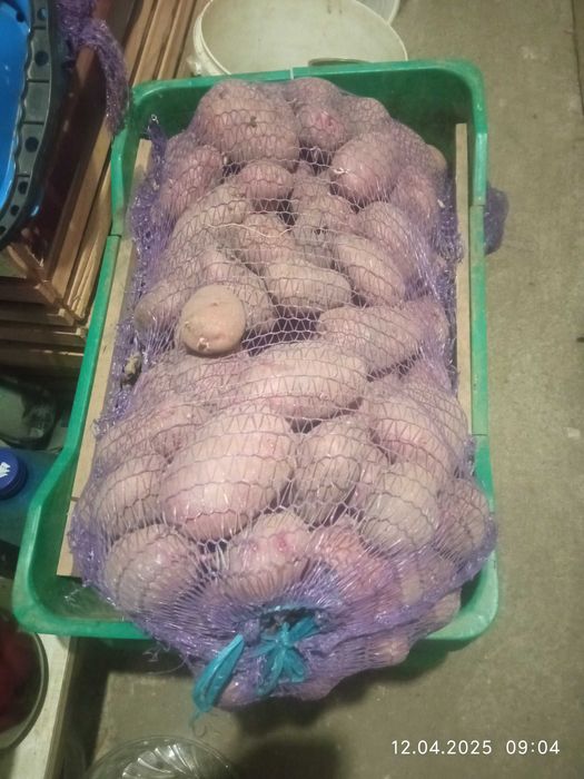 КартопляДомашня велика