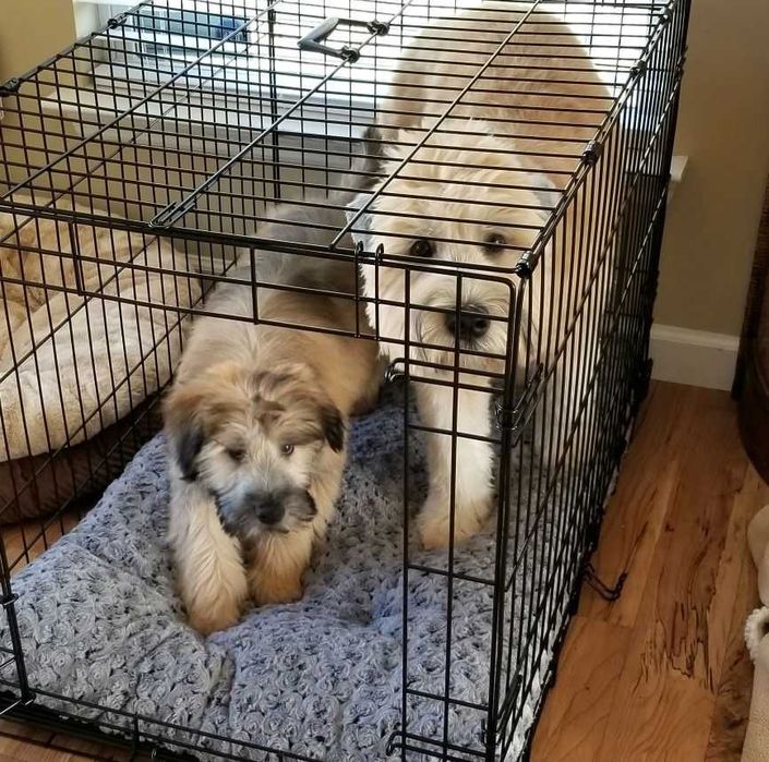 Клітка для собак Польша, клетка переноска вольер для собак ВСІ РОЗМІРИ