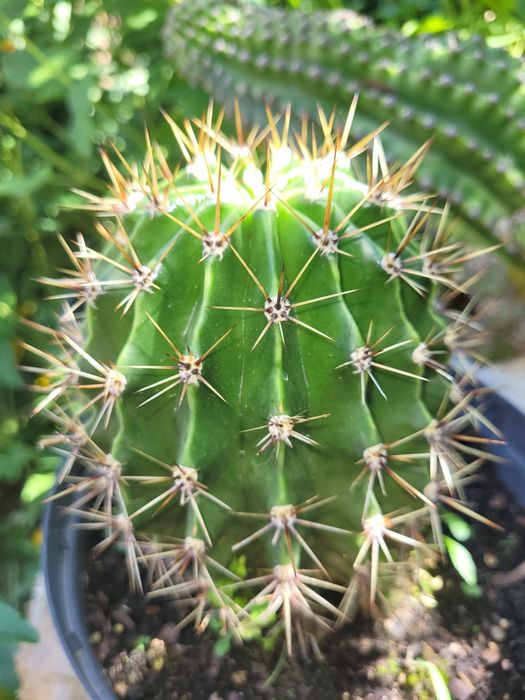 Kaktus kwitnacy na biało