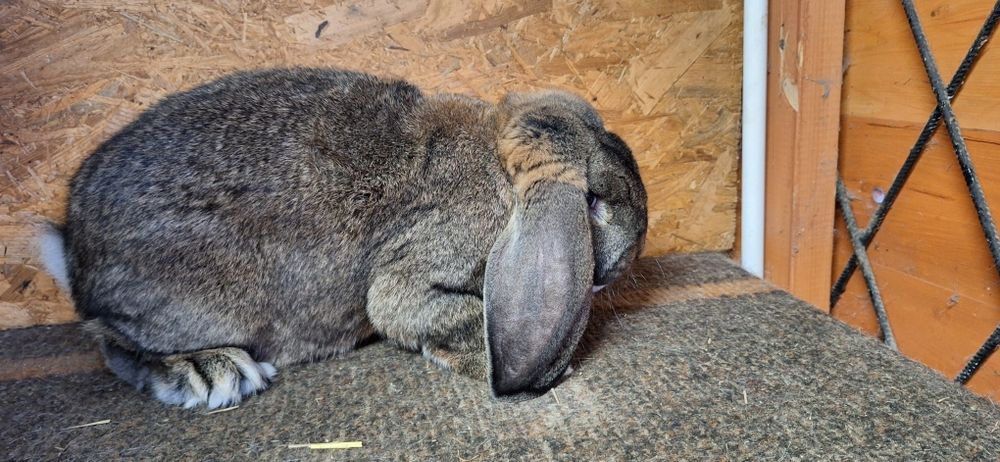 Królik króliki francuski baran szary