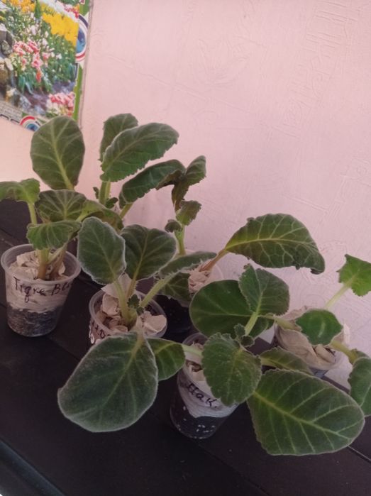 Глоксиния (синингия)