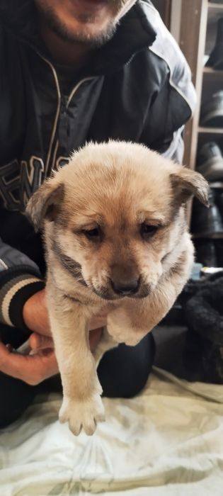 Цуценята в добрі руки