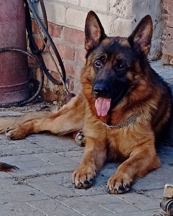 Суки стандарт яркого окраса.