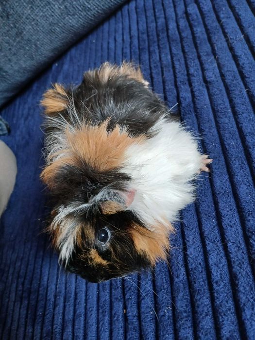 Świnka morska samiczki i samce