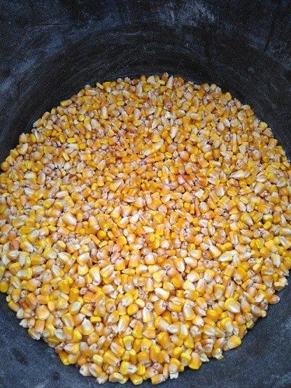 Kukurydza sucha ziarno z dostawą