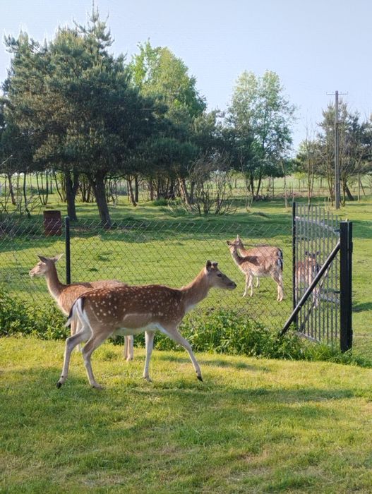 Daniele zdrowe zadbane