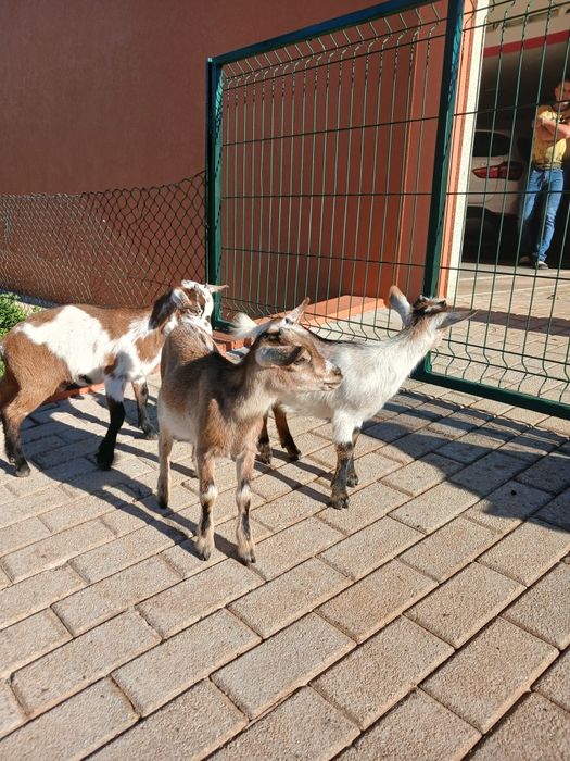 Cabras micro anãs com três meses fêmeas para mudar de pasto ideal para oferecer a criancas