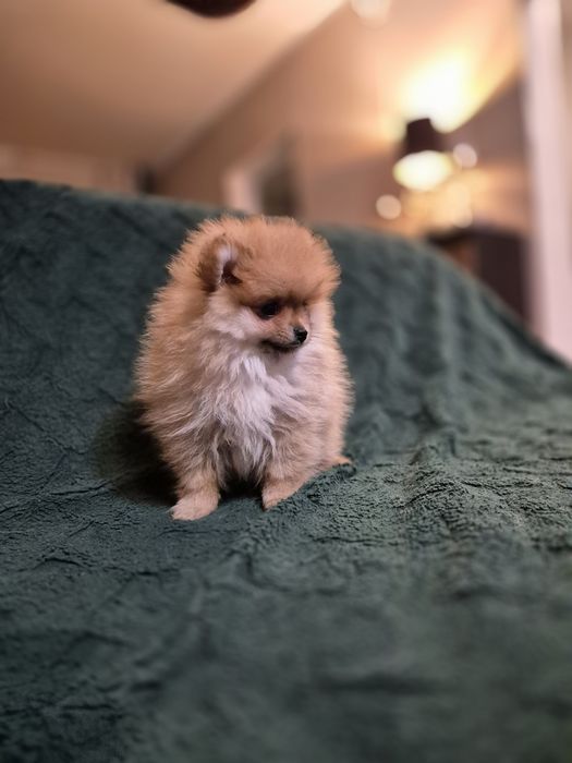 Szpic miniaturowy pomeranian dziewczynka