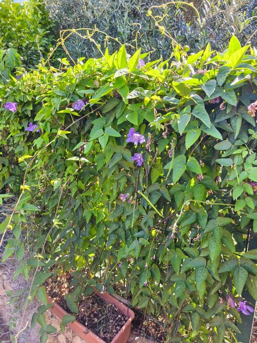 Sementes de Vigna Caracalla (planta elefante ou caracoleira)