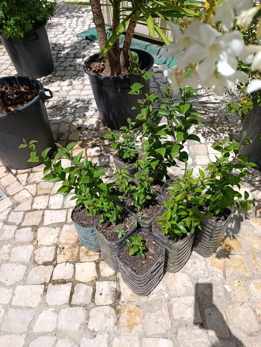 Lote 10 arbustos Ligustrum japonicum (ver descrição)