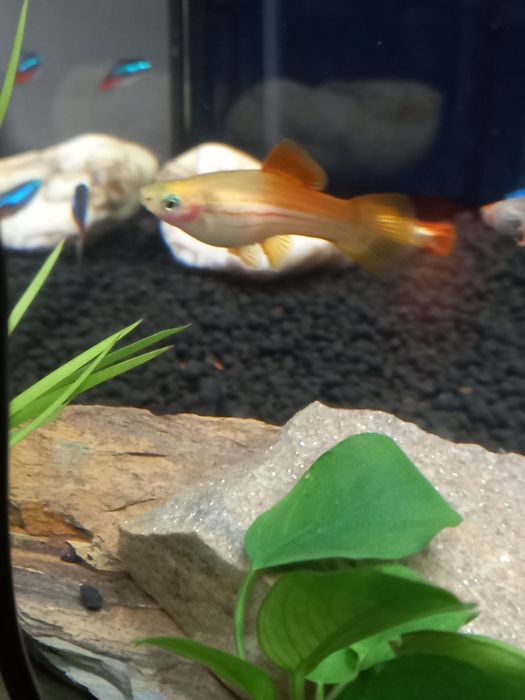 Peixe Swordtail/Espada