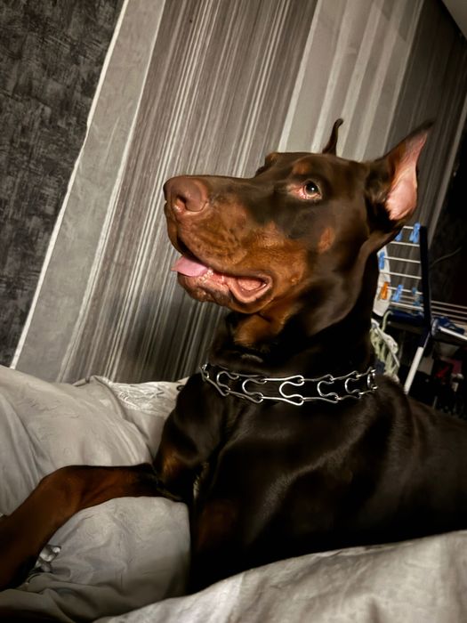 Вʼязка добермана