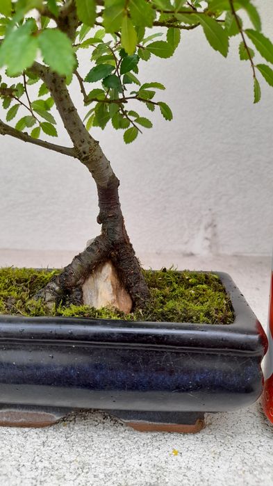 Bonsai Ulmeiro- Ulmus Parvifolia